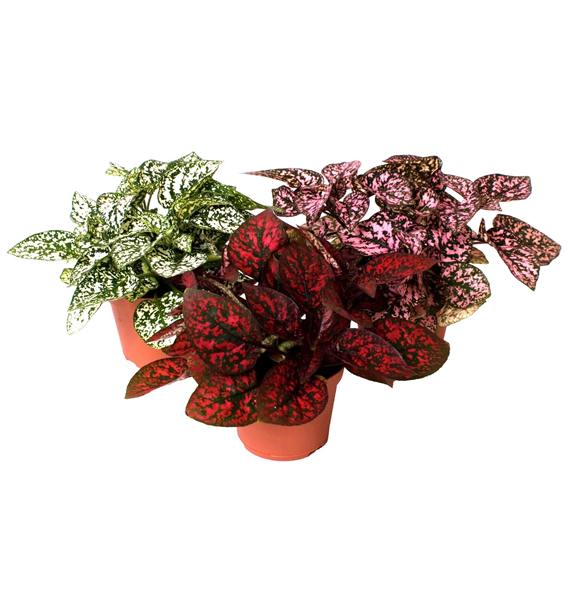 Hypoestes phyllostachya mix F00001950