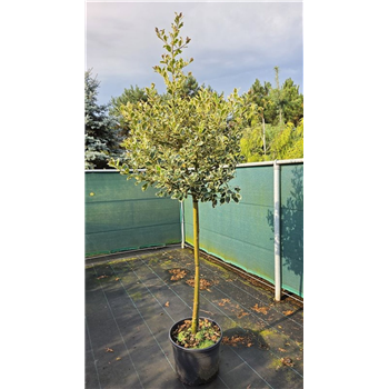 Ilex aquifolium 'Argentea Marginata' F00006775