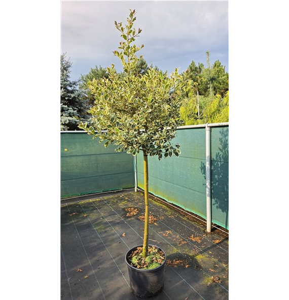 Ilex aquifolium 'Argentea Marginata' F00006776