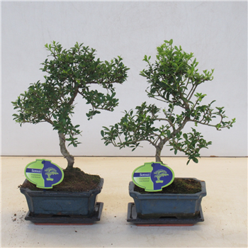 Ilex crenata F00002202