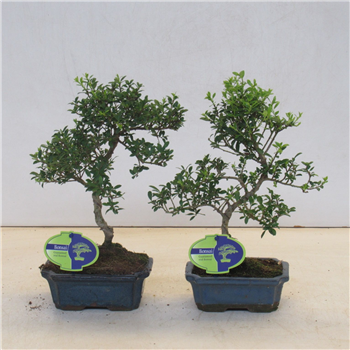 Ilex crenata F00007701