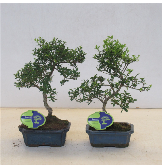Ilex crenata F00007701