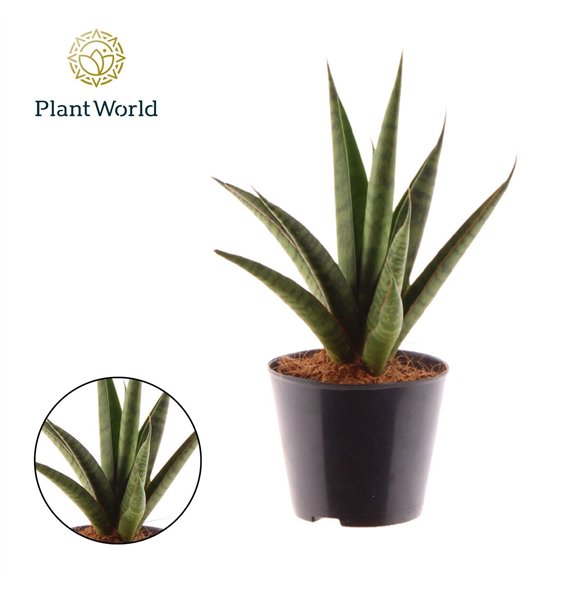 Taščin jezik - Sanseveria trifasciata trifciata Pineapple 25cm 8.5cm Q1629