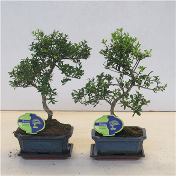 Ilex crenata F00007702