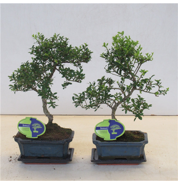 Ilex crenata F00007702