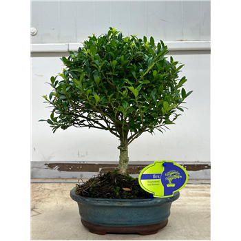 Ilex crenata F00002203