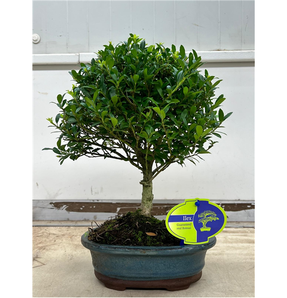 Ilex crenata F00002203
