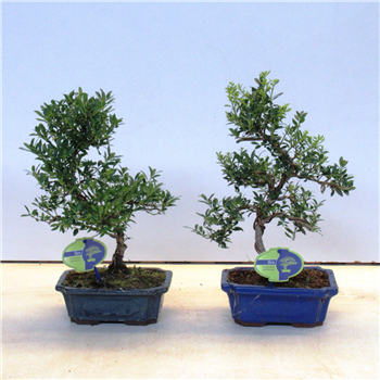 Ilex crenata F00002208