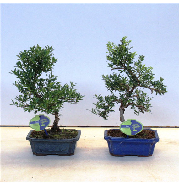 Ilex crenata F00002208
