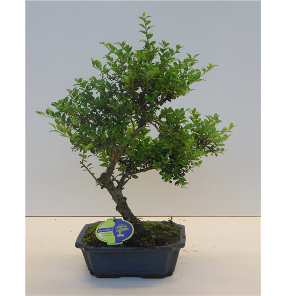 Ilex crenata F00002205