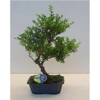 Ilex crenata F00007703