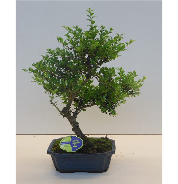 Ilex crenata F00007703