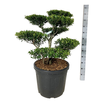 Ilex crenata 'Blondie' F00007285