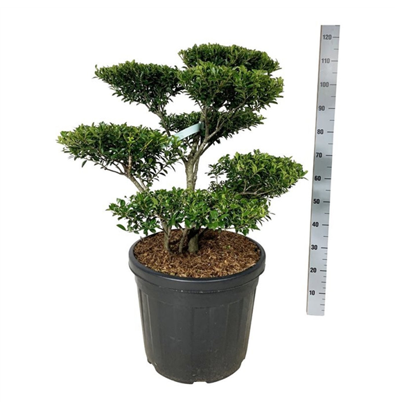 Ilex crenata 'Blondie' F00007285
