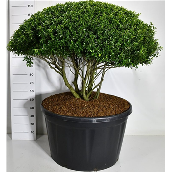 Ilex crenata 'Blondie' F00007547