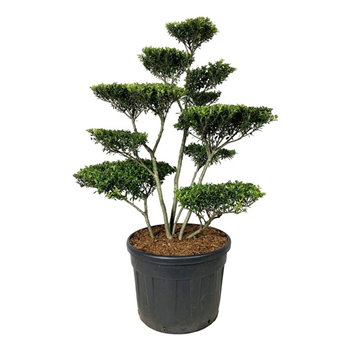 Ilex crenata 'Blondie' F00007367