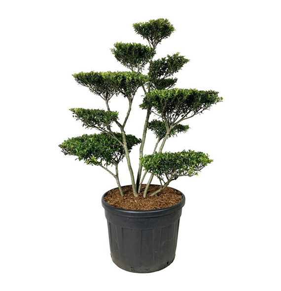 Ilex crenata 'Blondie' F00007367