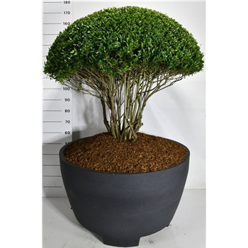 Ilex crenata 'Blondie' F00007545