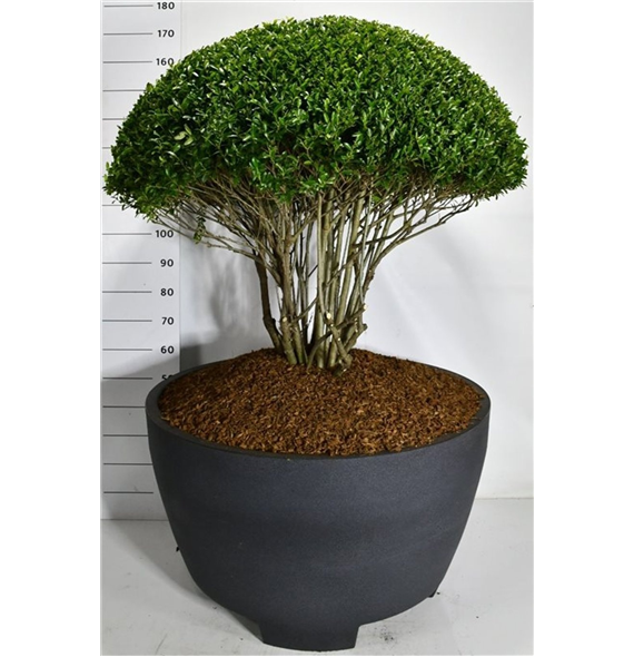 Ilex crenata 'Blondie' F00007545