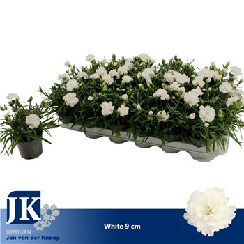 Dianthus dinah White P 91 pp 15cm 9cm Q2494