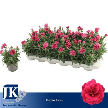 Dianthus oscar Purple P 91 pp 15cm 9cm Q2495