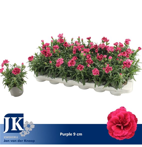 Dianthus oscar Purple P 91 pp 15cm 9cm Q2495