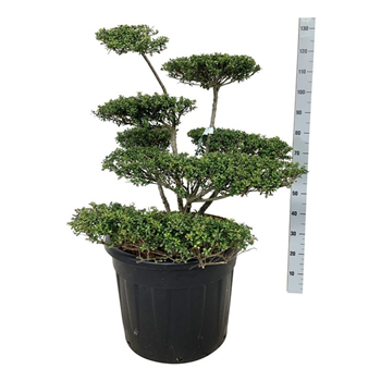 Ilex crenata 'Convexa' F00007182