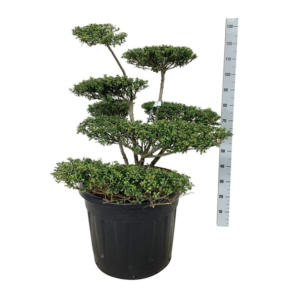 Ilex crenata 'Convexa' F00007182