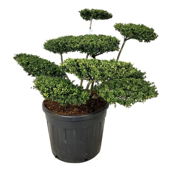 Ilex crenata 'Convexa' F00007369