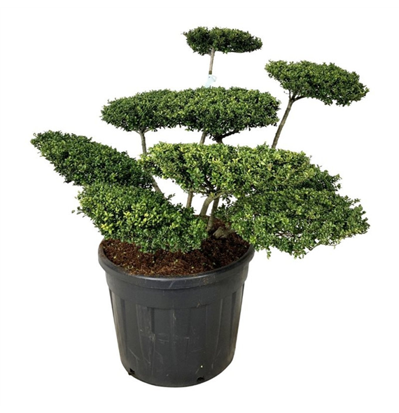 Ilex crenata 'Convexa' F00007369