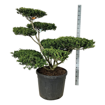 Ilex crenata 'Convexa' F00007370