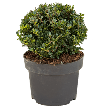 Ilex crenata 'Dark Green' 5ILCDBU23