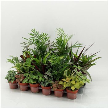 Miks lončnic Z-24 Mixplanten without showbox 35cm 9cm Q4908