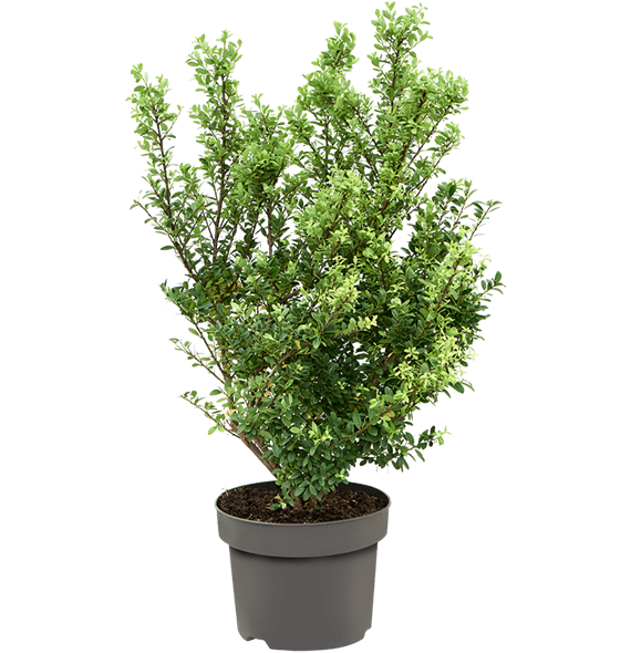 Ilex crenata 'Dark Green' 5ILCDBU20