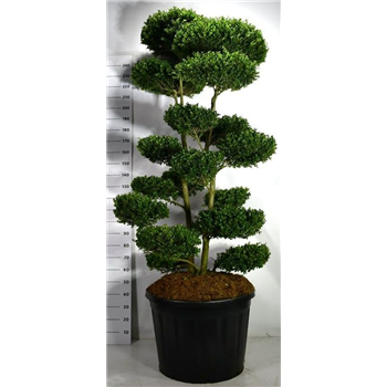 Ilex crenata 'Ellipta Convex' F00006253