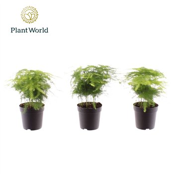 Asparagus setaceus plumosus 7 cm 6 pp 15cm 7cm Q491