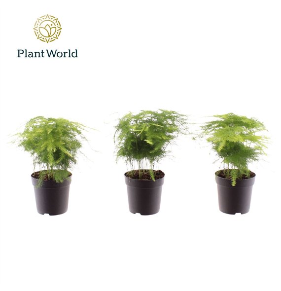 Asparagus setaceus plumosus 7 cm 6 pp 15cm 7cm Q491