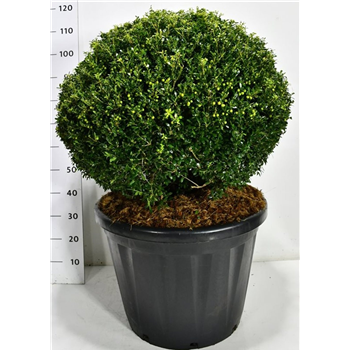 Ilex crenata 'Fructu Luteo' F00006569