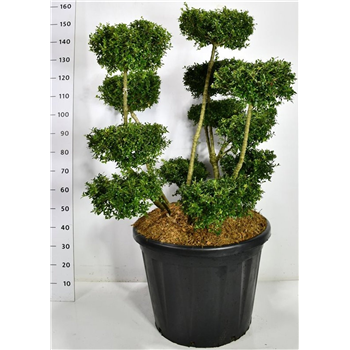Ilex crenata 'Fructu Luteo' F00006567