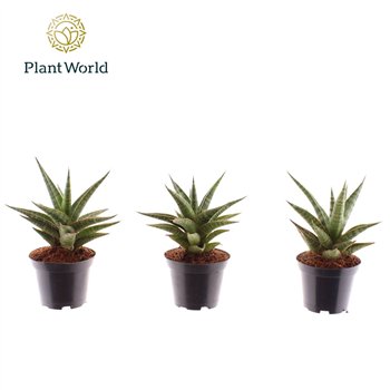 Taščin jezik - Sanseveria cylindrica Boogie Woogie 15cm 7cm Q1108