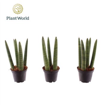 Taščin jezik - Sanseveria cylindrica Spaghetti 7 cm 20cm 7cm Q1140