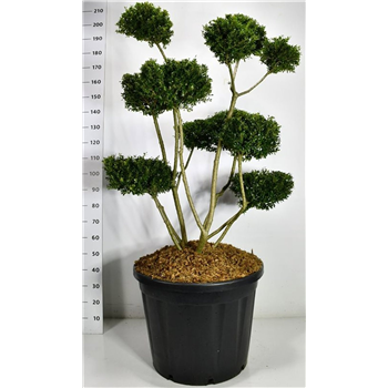 Ilex crenata 'Fructu Luteo' F00006570