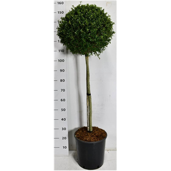 Ilex crenata 'Glory Gem' F00007559