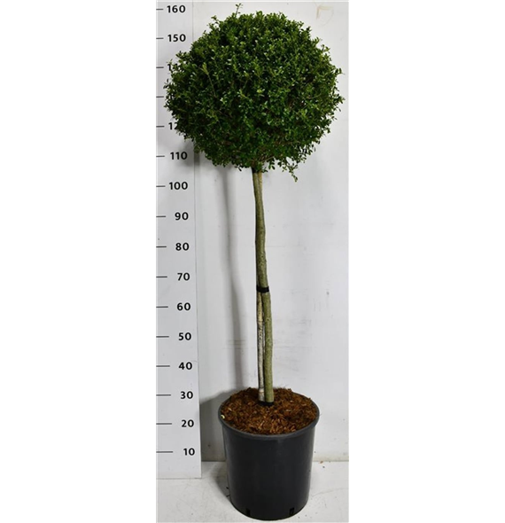 Ilex crenata 'Glory Gem' F00007559