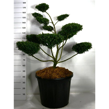 Ilex crenata 'Golden Gem' F00006262