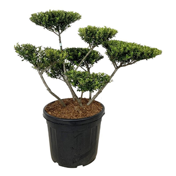 Ilex crenata 'Green Hedge' F00007248