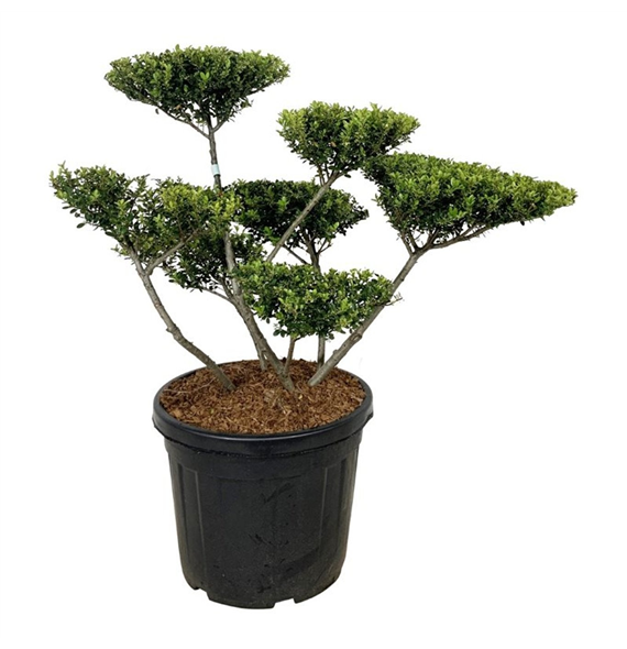 Ilex crenata 'Green Hedge' F00007248