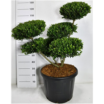 Ilex crenata 'Green Hedge' F00006310