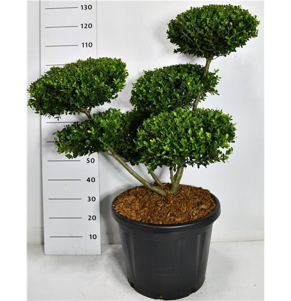 Ilex crenata 'Green Hedge' F00006310