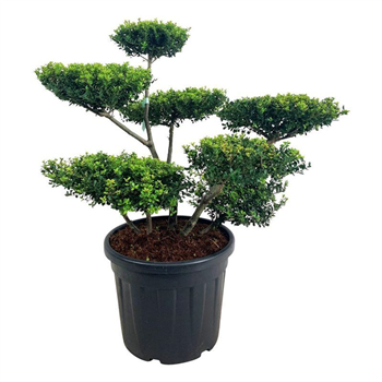 Ilex crenata 'Green Hedge' F00006869